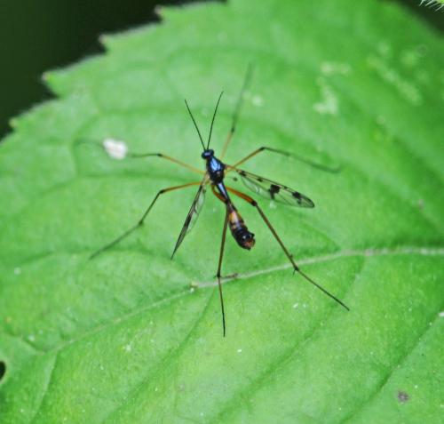 Réf. 326 667 : Ptychoptera contaminata
